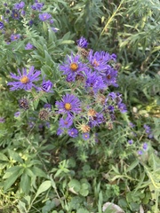 Symphyotrichum novae-angliae