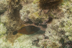 Cantherhines macrocerus