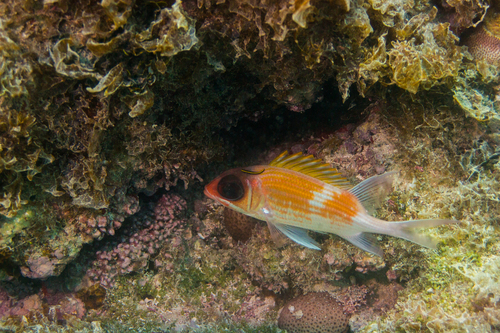 Squirrelfish (Holocentrus adscensionis) — Holocentridae — 2