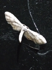 Euacidalia brownsvillea