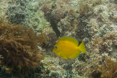 Acanthurus coeruleus