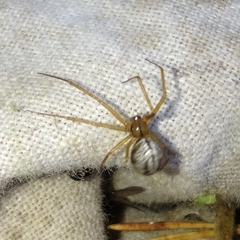 Araneae