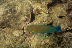 Halichoeres brasiliensis