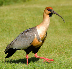 Theristicus melanopis