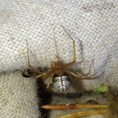 Araneae