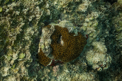 Montastraea cavernosa