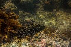 Mycteroperca bonaci