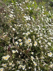 Erigeron strigosus
