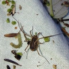 Oligolophinae