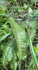 Rumex obtusifolius obtusifolius