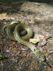 Natrix astreptophora