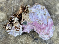 Austromegabalanus psittacus