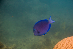 Acanthurus coeruleus