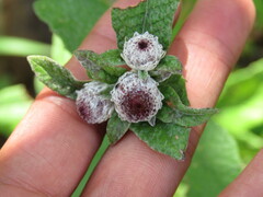 Bolanosa coulteri