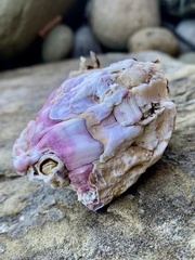 Austromegabalanus psittacus