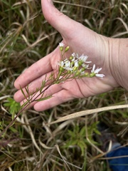 Symphyotrichum pilosum