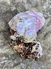 Austromegabalanus psittacus