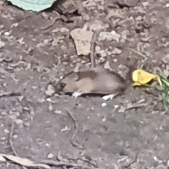 Apodemus sylvaticus