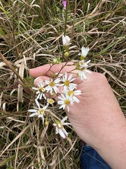 Symphyotrichum pilosum