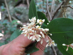 Ardisia compressa