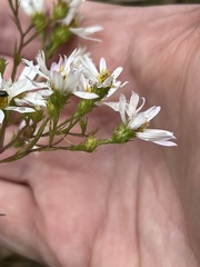 Symphyotrichum pilosum