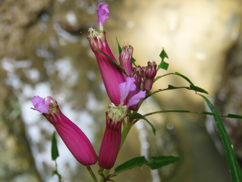 Cuphea rasilis