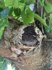 Auricularia mesenterica