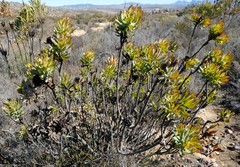 Leucadendron barkerae