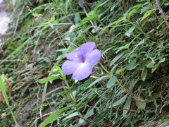 Achimenes longiflora