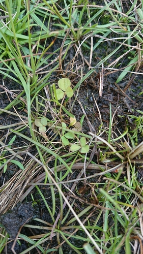 Trifolium angulatum iNat (1)