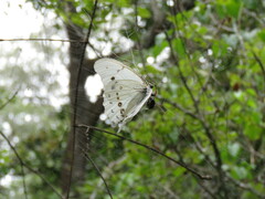Morpho polyphemus polyphemus