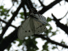 Eriophora