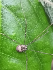 Leiobunum blackwalli