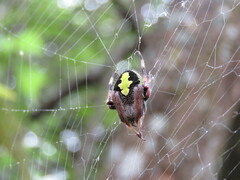 Eriophora