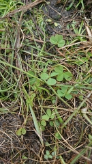 Trifolium angulatum