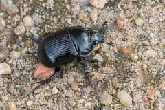 Typhaeus typhoeus