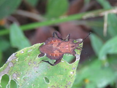Piezogaster auriculatus