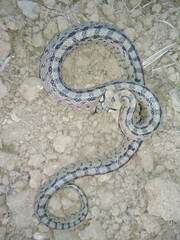 Zamenis scalaris