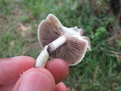 Psilocybe cubensis
