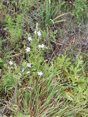 Silene undulata