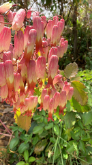Kalanchoe pinnata