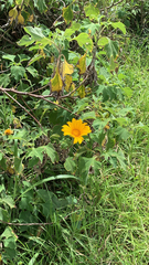 Tithonia