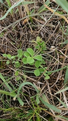 Trifolium striatum