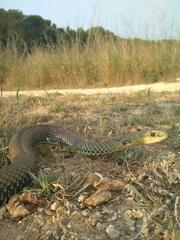 Malpolon monspessulanus