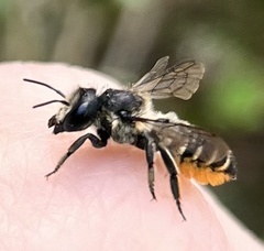 Megachile