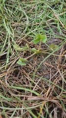 Trifolium striatum