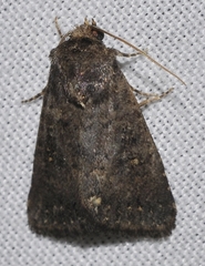 Caradrina germainii