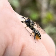 Megachile