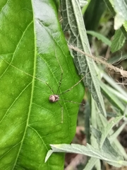 Leiobunum blackwalli
