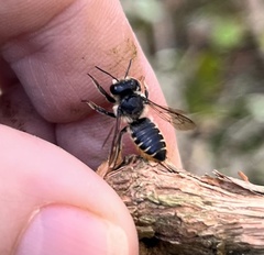 Megachile